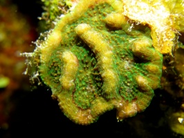 33 Ridged Cactus Coral IMG 3936